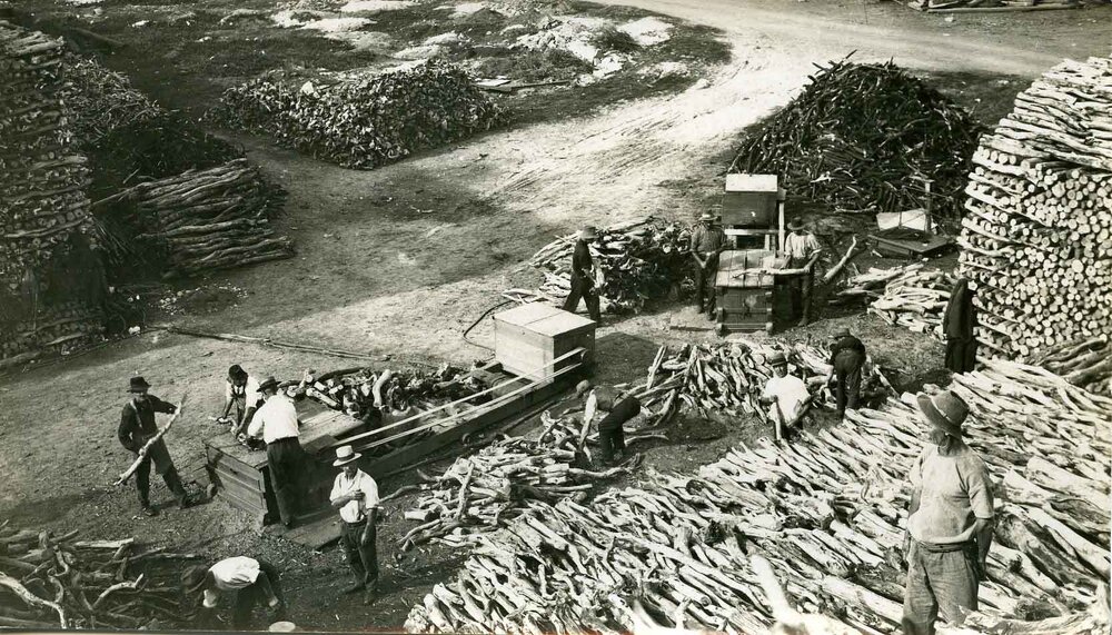Cutting and stacking sandalwood