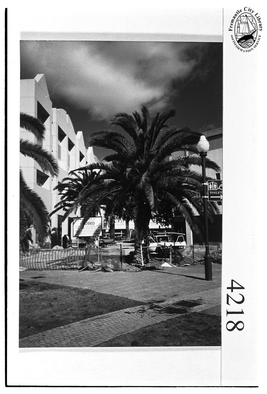 Canariensis Palm tree