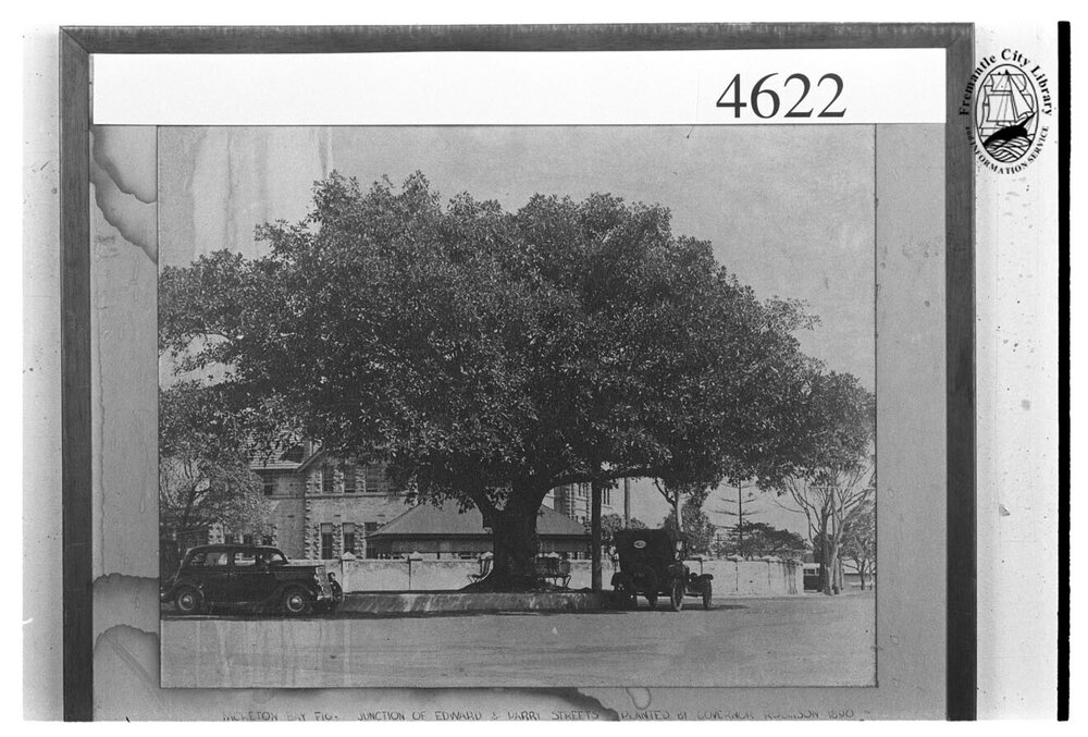 The Proclamation Tree | City of Fremantle Local History Centre