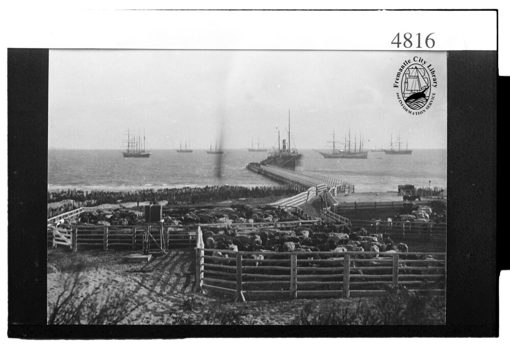 Cattle at Robb Jetty