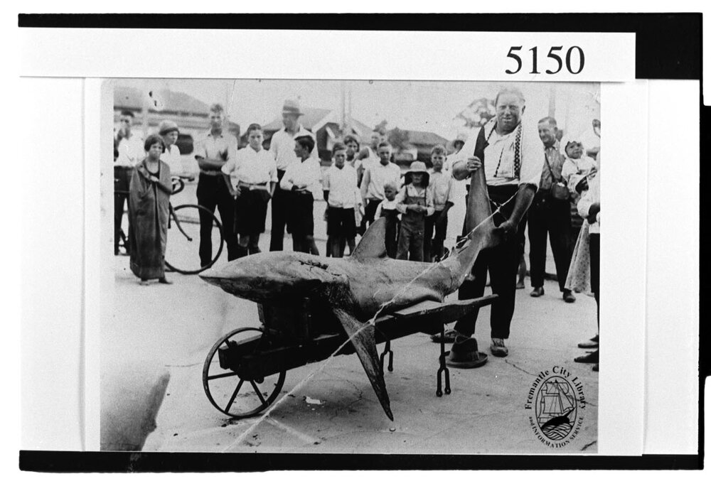 Shark caught at South Beach