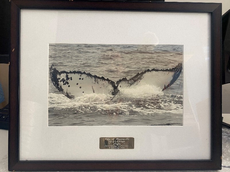 Framed photograph - Whale