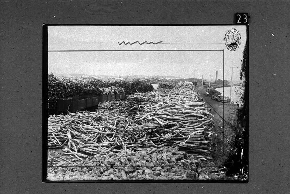 Sandalwood awaiting shipment at South Mole
