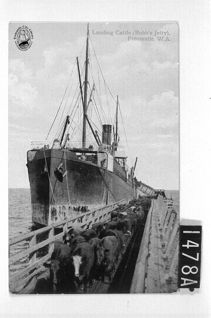 Landing cattle at Robb Jetty