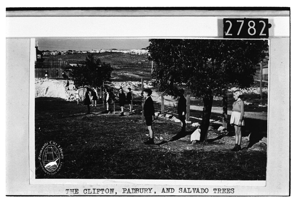 The Clifton, Padbury and Salvado Trees, Beaconsfield Primary School