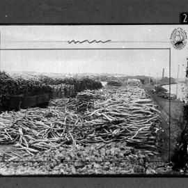 Sandalwood awaiting shipment at South Mole