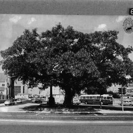 Proclamation Tree and Marmion Memorial
