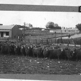Dalgety & Co Ltd Beaconsfield stockyards
