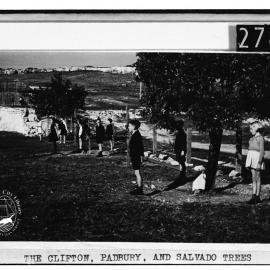 The Clifton, Padbury and Salvado Trees, Beaconsfield Primary School