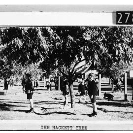 The Hackett tree, Beaconsfield Primary School.