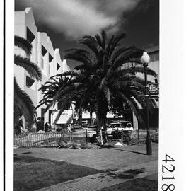 Canariensis Palm tree