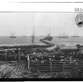 Cattle at Robb Jetty