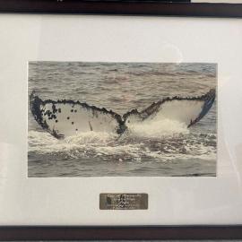 Framed photograph - Whale