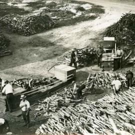 Cutting and stacking sandalwood