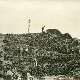 Men stacking sandalwood