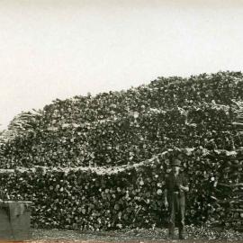 Sandalwood stockpile, South Mole