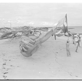 Kites, Bathers' Beach